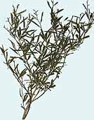 twig