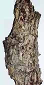 bark