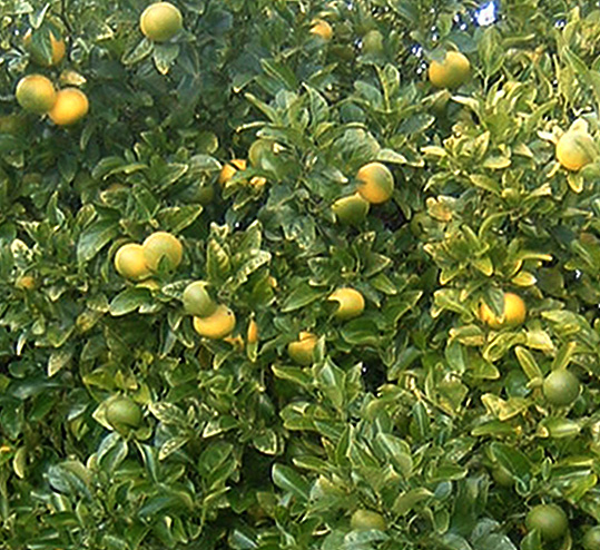 Citrumelo with fruit. Nov 2010
