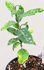 Glycosmis seedling