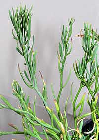 Thamnosma montana twigs