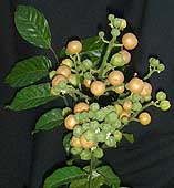 Wampee terminal fruit cluster