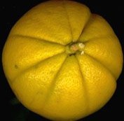 Mandalo fruit
