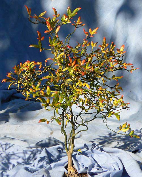 Poncirus trifoliata Flying Dragon with Autumn leaves