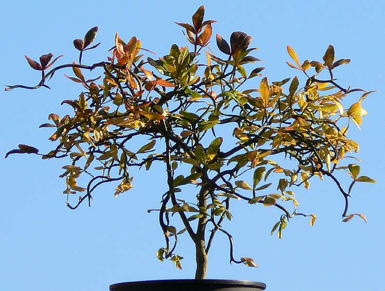 Poncirus 'Flying Dragon' in November