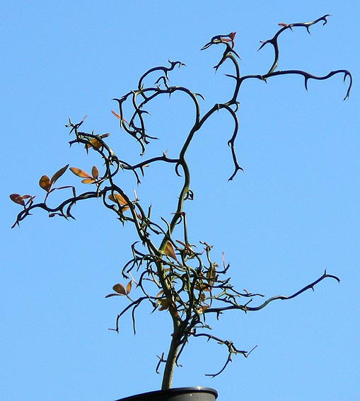 Poncirus trifoliata Flying Dragon