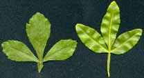 Frost and standard Poncirus trifoliata leaves