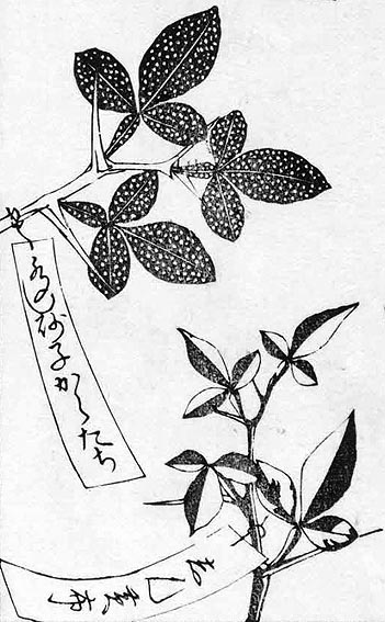 Poncirus variants from Somoku kin'yoshu - part 2