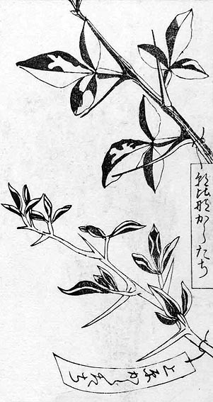 Poncirus variants from Somoku kin'yoshu - part 3