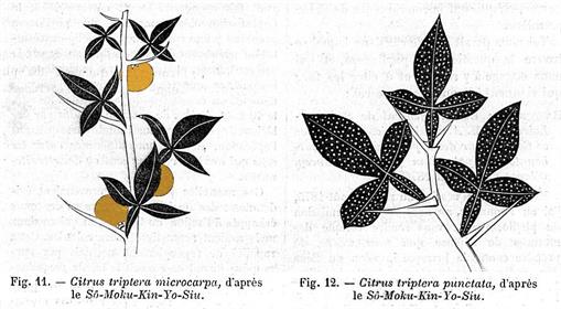 Citrus triptera variants
