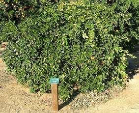 Orange 'Cipo'