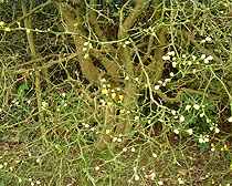 trunk