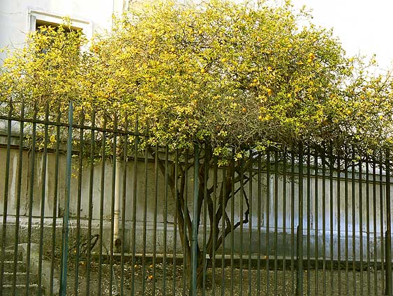 Poncirus trifoliata tree, Rue Buffon
